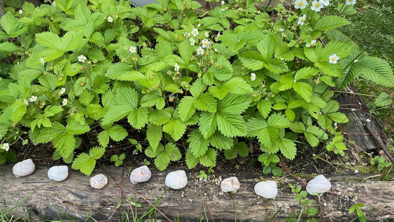 ブレッド Mika'S Gardenヴィラ エクステリア 写真